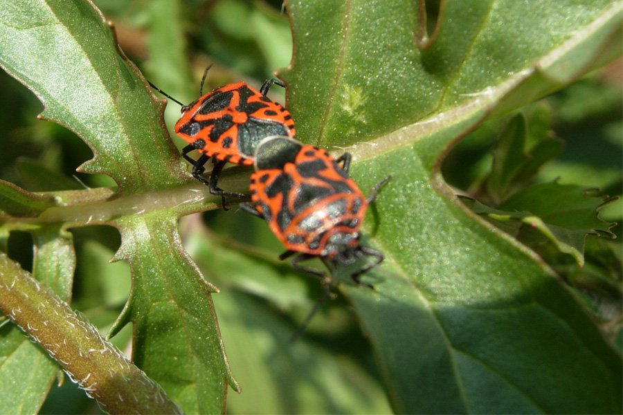 Eurydema ornata e E. ventralis